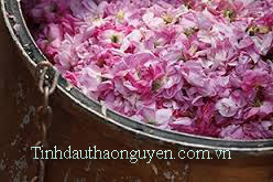 nguyen lieu tinh dau hoa hong Thao Nguyen